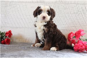 Opal - Bernedoodle, Mini for sale