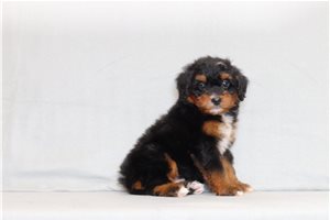 Able - Bernedoodle, Mini for sale