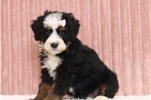 Gigi - Mini Bernedoodle for sale