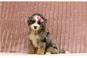 Tara - Mini Bernedoodle for sale