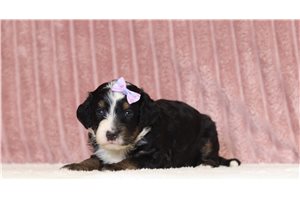 Jojo - Mini Bernedoodle for sale