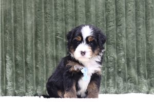 Gatlin - Mini Bernedoodle for sale