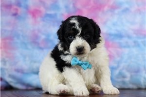 Rags - Bernedoodle, Mini for sale