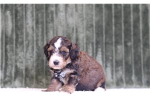 Jeter - Bernedoodle, Mini for sale