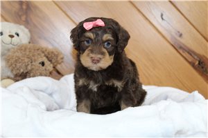 Lorelle - puppy for sale