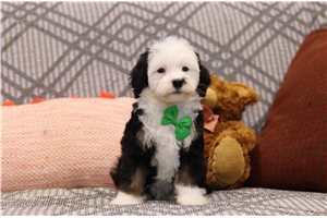 Bentley - Bernedoodle, Mini for sale