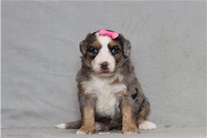 Tara - Bernedoodle, Mini for sale