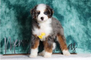 Ford - Bernedoodle, Mini for sale