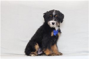 Atticus - Bernedoodle, Mini for sale