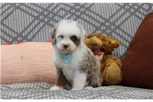 Bernard - Bernedoodle, Mini for sale