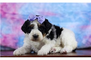 Rachel - Bernedoodle, Mini for sale