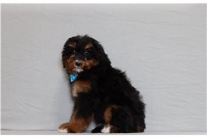 Able - Bernedoodle, Mini for sale