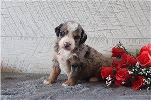 Axel - Bernedoodle, Mini for sale