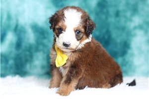 Abbot - Bernedoodle, Mini for sale
