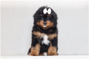 Abby - Bernedoodle, Mini for sale