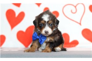 Rudy - Bernedoodle, Mini for sale