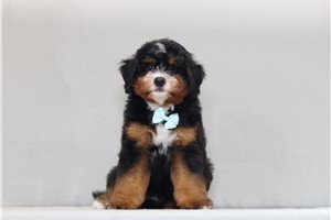 Aaron - Bernedoodle, Mini for sale