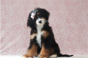 Izzy - Bernedoodle, Mini for sale