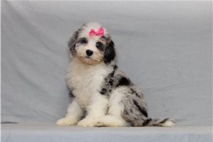 Adeline - Bernedoodle, Mini for sale