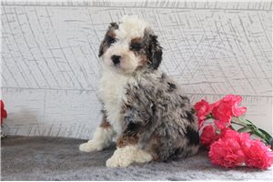 Omari - Bernedoodle, Mini for sale