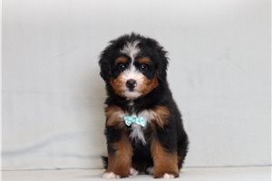 Dome - Bernedoodle, Mini for sale