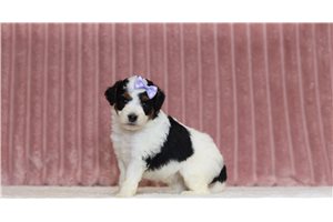 Journey - Mini Bernedoodle for sale