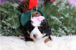 Louisa - Bernedoodle, Mini for sale