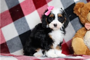 Wren - Bernedoodle, Mini for sale
