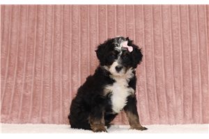 Jojo - Mini Bernedoodle for sale