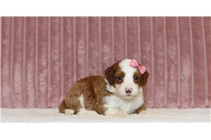 Judy - Mini Bernedoodle for sale
