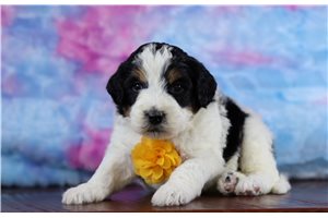 Ralph - Bernedoodle, Mini for sale