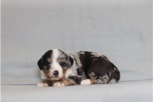 Aiden - Bernedoodle, Mini for sale