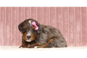 Juliet - Mini Bernedoodle for sale