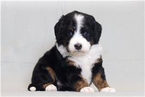 Patsy - Bernedoodle, Mini for sale