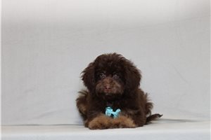 Paul - Bernedoodle, Mini for sale