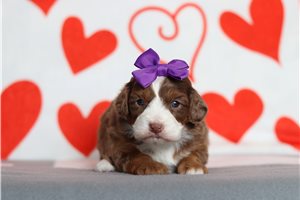 Rosalie - Mini Bernedoodle for sale