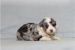 Albert - Bernedoodle, Mini for sale
