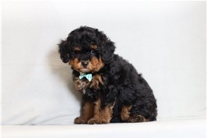 Jason - Bernedoodle, Mini for sale