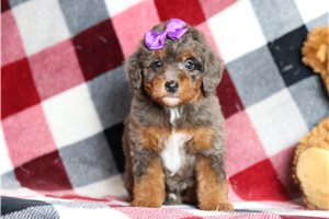 Alexa - Bernedoodle, Mini for sale