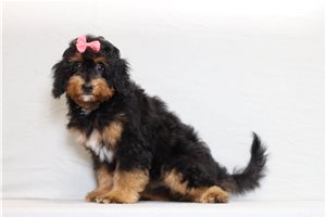 Abby - Bernedoodle, Mini for sale