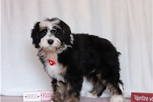 Evan - Bernedoodle, Mini for sale