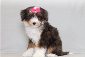 Misha - Bernedoodle, Mini for sale