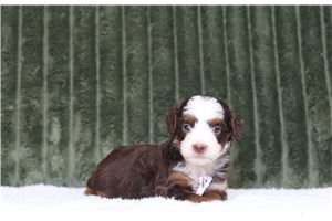 Luigi - Mini Bernedoodle for sale