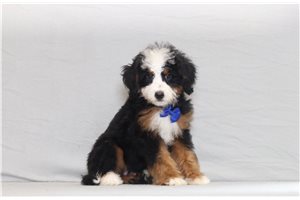 Dodge - Bernedoodle, Mini for sale