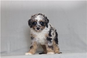 Paxton - Bernedoodle, Mini for sale