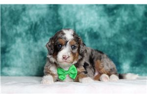 Grayson - Bernedoodle, Mini for sale