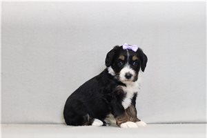 Mallory - Bernedoodle, Mini for sale