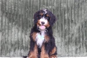 Digby - Bernedoodle, Mini for sale
