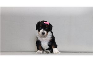 Malia - Bernedoodle, Mini for sale