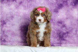 Ruthie - Bernedoodle, Mini for sale